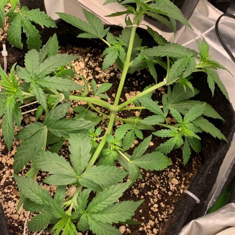 Green Poison growlog timeline photo