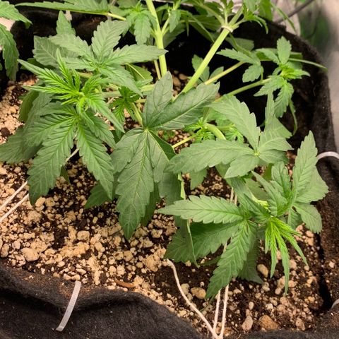 Green Poison growlog timeline photo