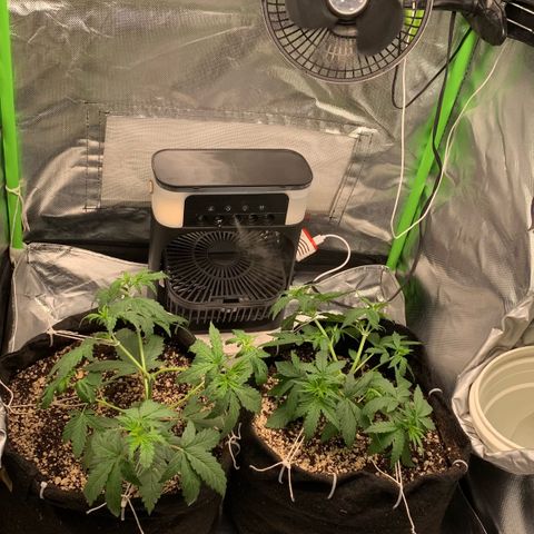 Green Poison growlog timeline photo