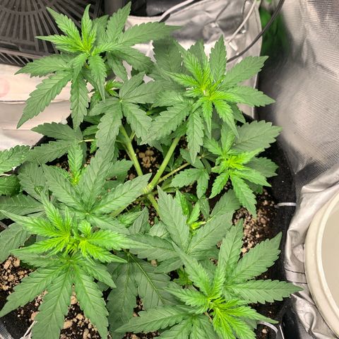 Green Poison growlog timeline photo