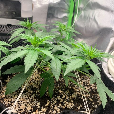 Green Poison growlog timeline photo