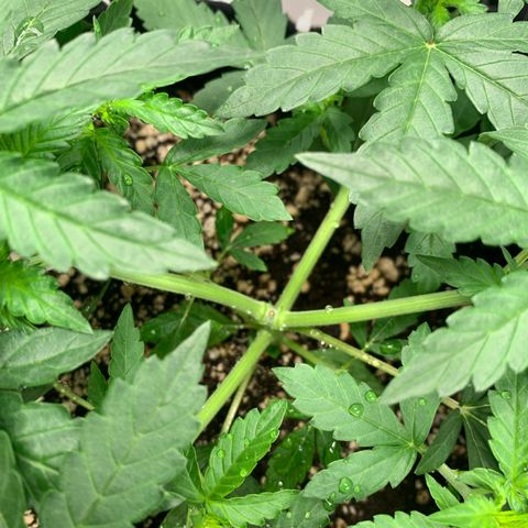 Green Poison growlog timeline photo