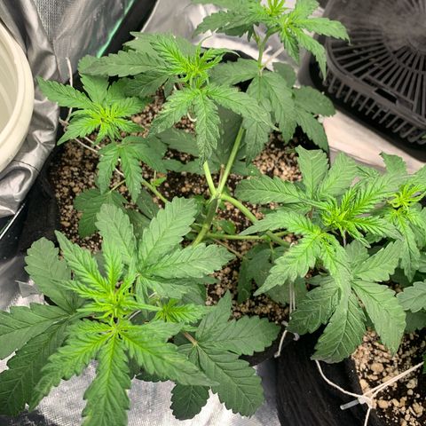 London Cheese growlog timeline photo