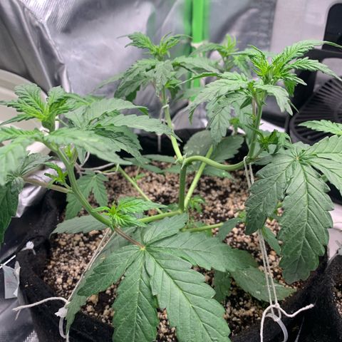 London Cheese growlog timeline photo