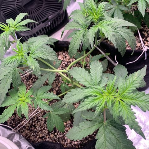 London Cheese growlog timeline photo