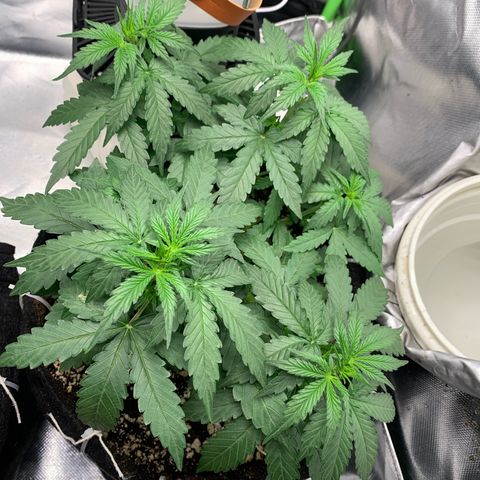 Green Poison growlog timeline photo