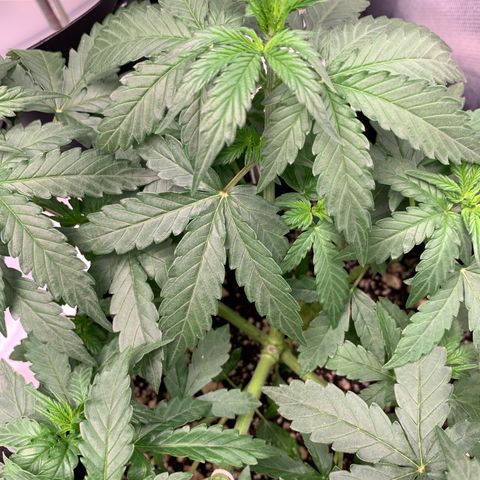 Green Poison growlog timeline photo