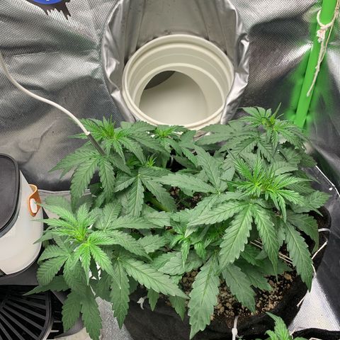 Green Poison growlog timeline photo