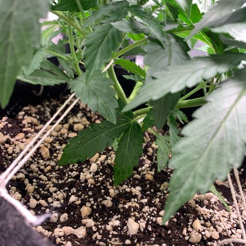 Green Poison growlog timeline photo