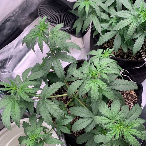 London Cheese growlog timeline photo