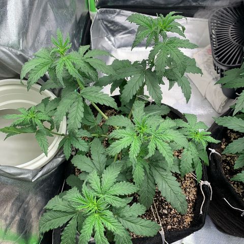 London Cheese growlog timeline photo