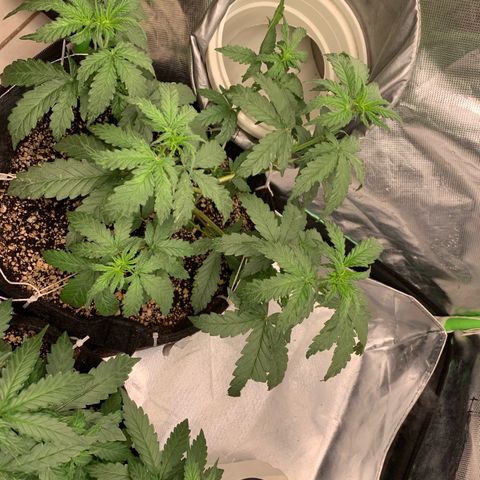 London Cheese growlog timeline photo