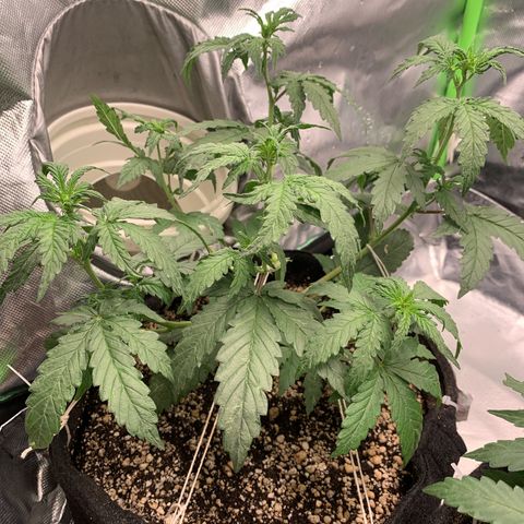 London Cheese growlog timeline photo