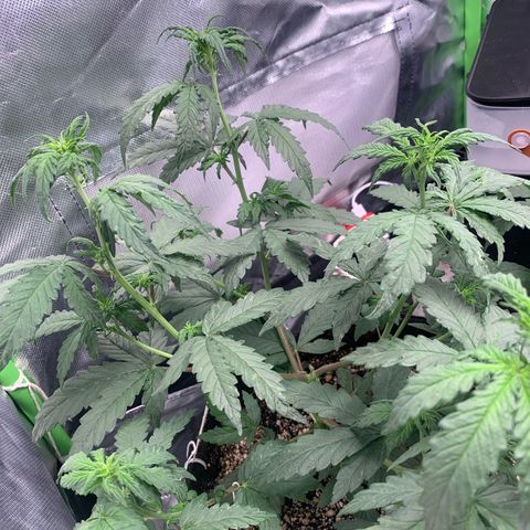 London Cheese growlog timeline photo