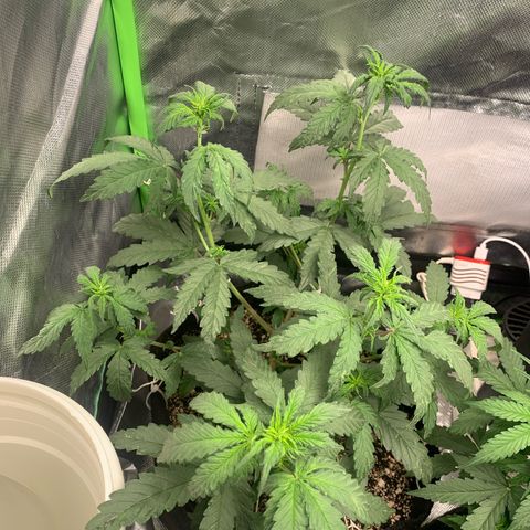 London Cheese growlog timeline photo