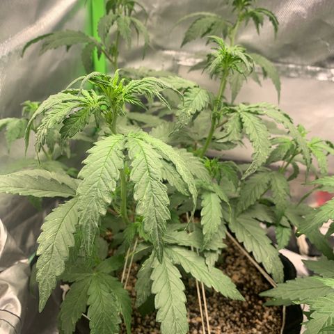 London Cheese growlog timeline photo
