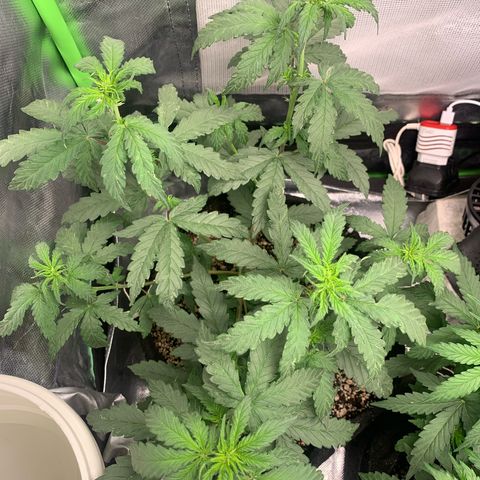 London Cheese growlog timeline photo