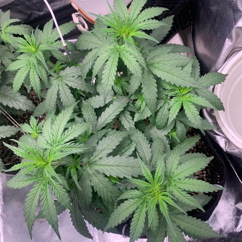 Green Poison growlog timeline photo