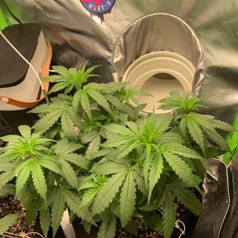 Green Poison growlog timeline photo
