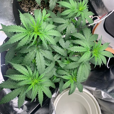 Green Poison growlog timeline photo