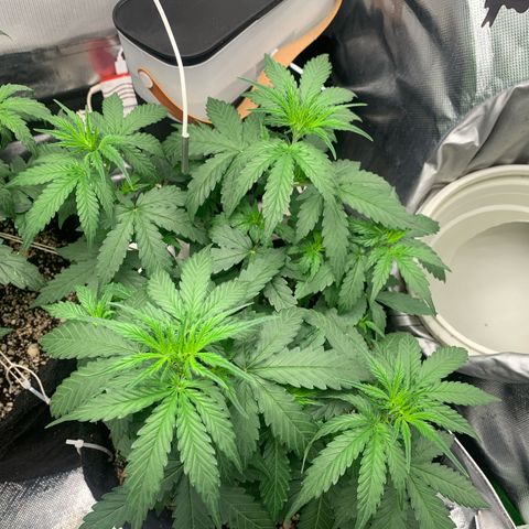 Green Poison growlog timeline photo