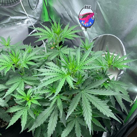 Green Poison growlog timeline photo