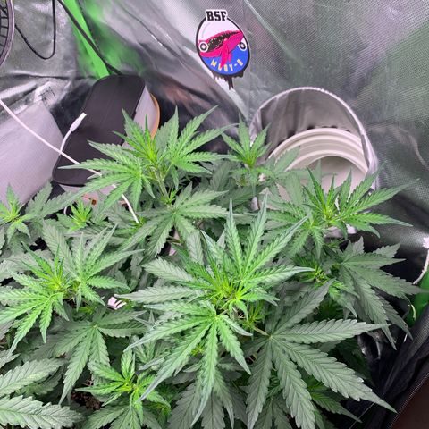 Green Poison growlog timeline photo