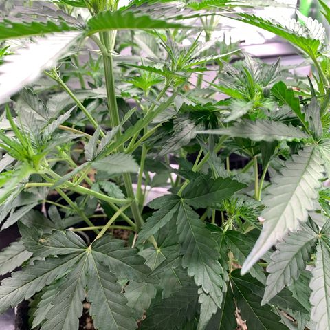 Green Poison growlog timeline photo