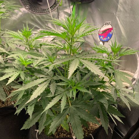 Green Poison growlog timeline photo