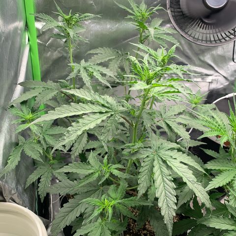 London Cheese growlog timeline photo
