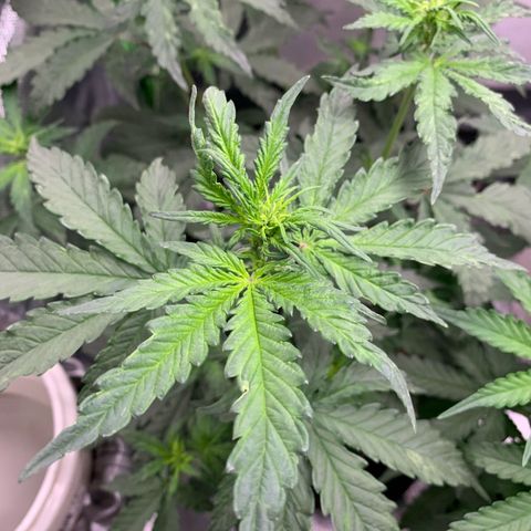 London Cheese growlog timeline photo