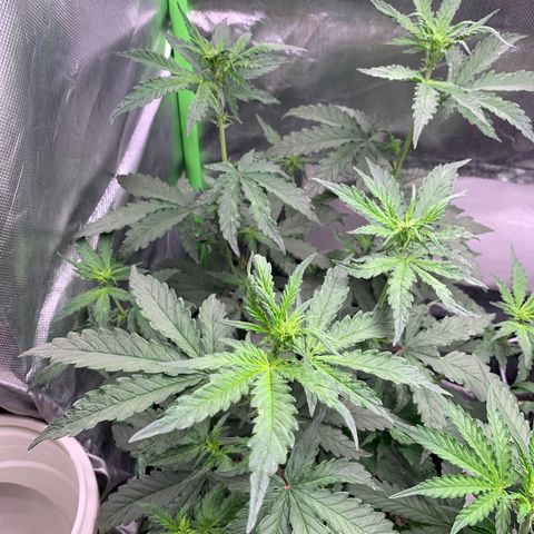 London Cheese growlog timeline photo