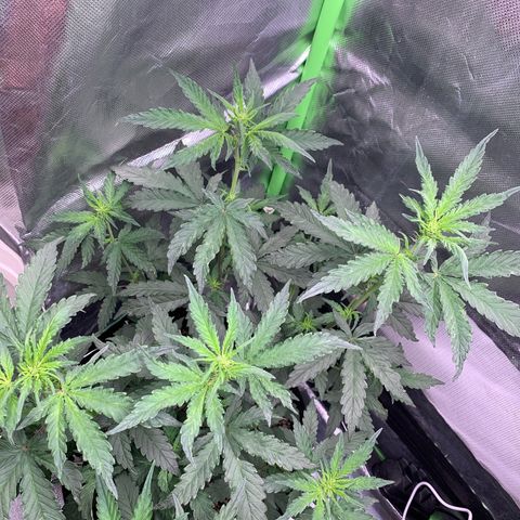 London Cheese growlog timeline photo