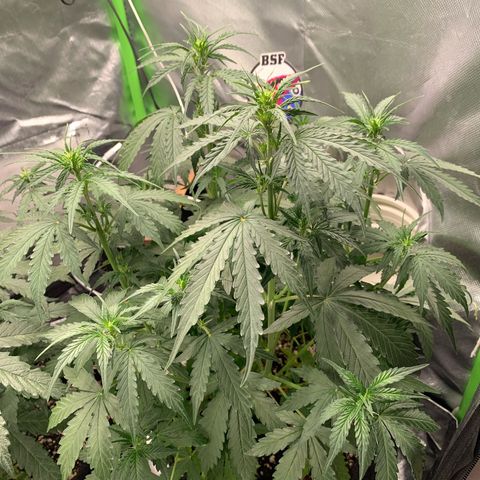 Green Poison growlog timeline photo