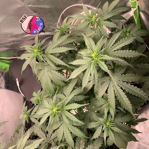 Green Poison growlog timeline photo