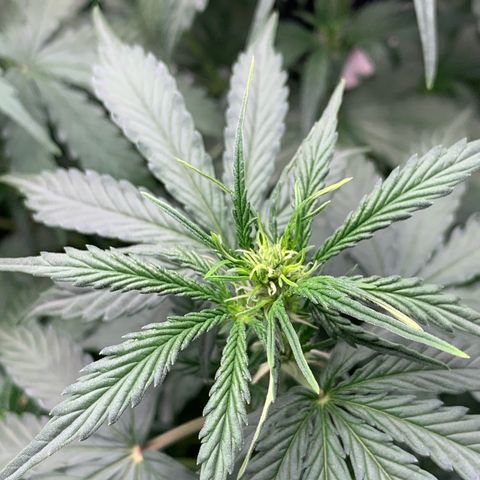 Green Poison growlog timeline photo