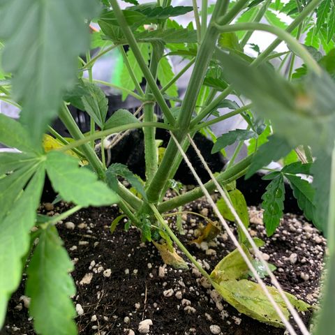 Green Poison growlog timeline photo