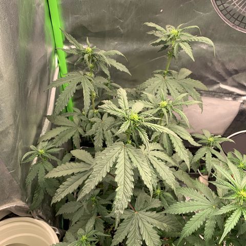 London Cheese growlog timeline photo