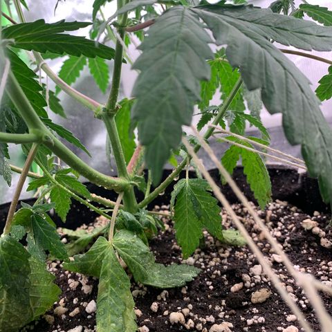London Cheese growlog timeline photo