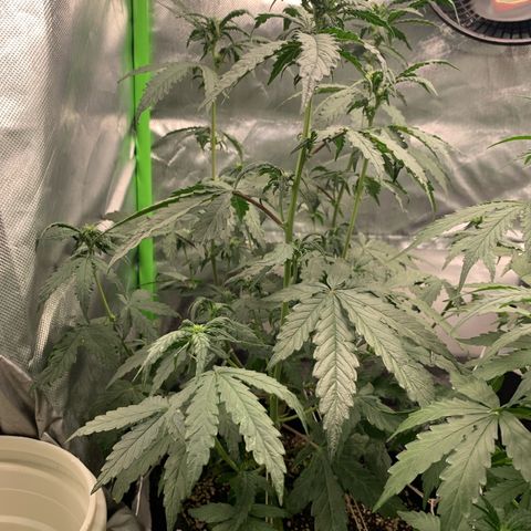London Cheese growlog timeline photo