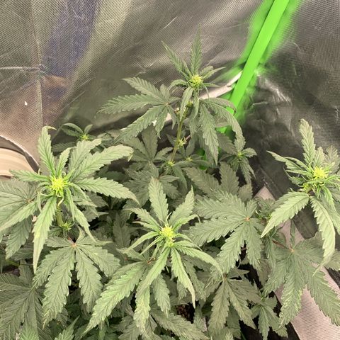 London Cheese growlog timeline photo