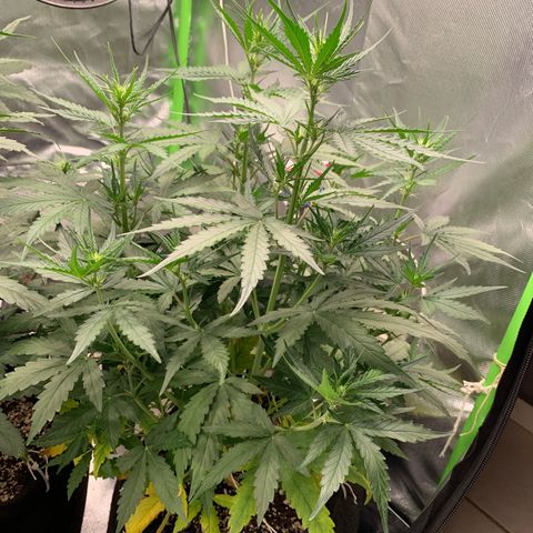 Green Poison growlog timeline photo