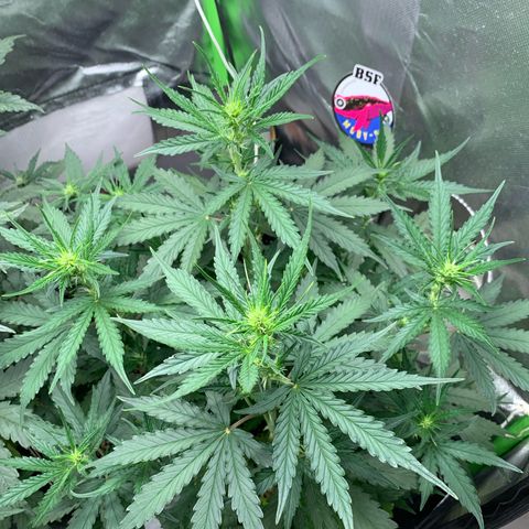 Green Poison growlog timeline photo