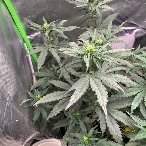 London Cheese growlog timeline photo