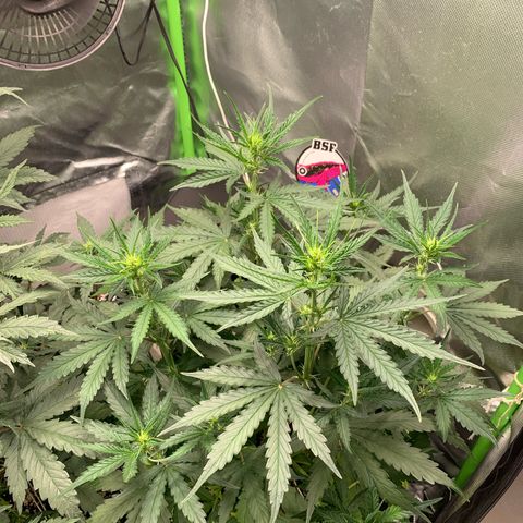 Green Poison growlog timeline photo