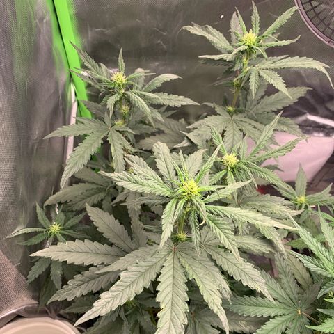 London Cheese growlog timeline photo