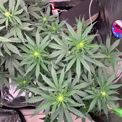 Green Poison growlog timeline photo