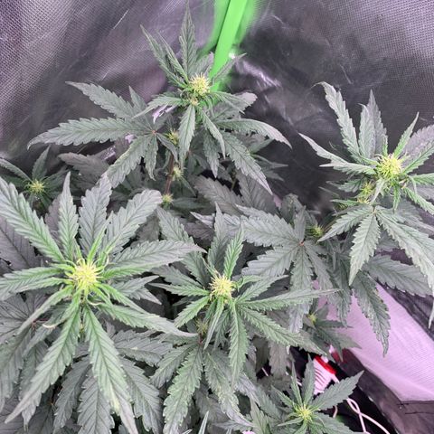 London Cheese growlog timeline photo
