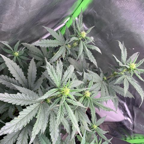 London Cheese growlog timeline photo