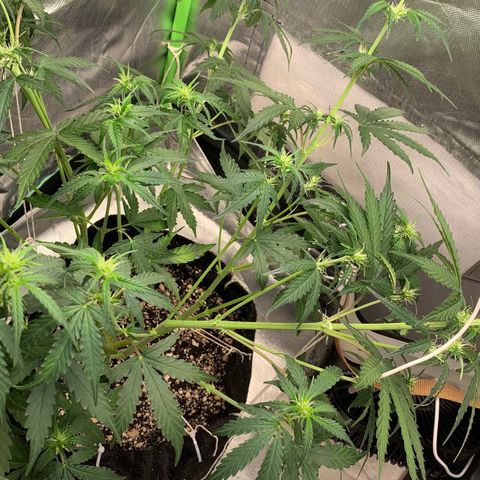 Green Poison growlog timeline photo